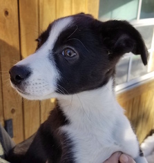 Border-Aussie Dogs for adoption in Blossvale, NY, USA