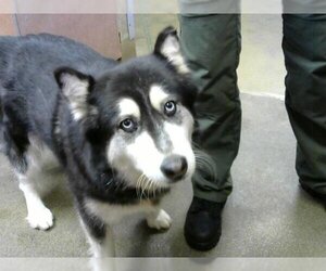 Siberian Husky-Unknown Mix Dogs for adoption in Sacramento, CA, USA