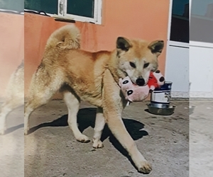 Akita Dogs for adoption in San Pablo, CA, USA