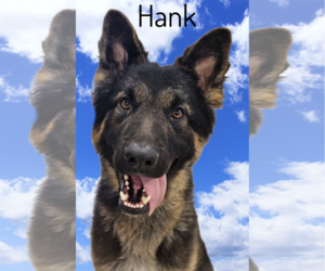 German Shepherd Dog-Unknown Mix Dogs for adoption in Phelan, CA, USA
