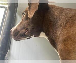 Labrador Retriever-Unknown Mix Dogs for adoption in Houston, TX, USA