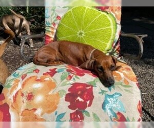 Dandie Dinmont Terrier Dogs for adoption in Rowayton, CT, USA
