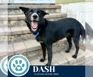 Border Collie-Unknown Mix Dogs for adoption in Kimberton, PA, USA