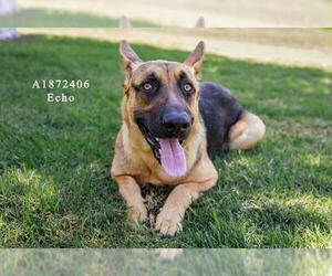 German Shepherd Dog Dogs for adoption in Riverside, CA, USA