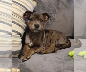 American Pit Bull Terrier-Unknown Mix Dogs for adoption in Des Moines, IA, USA