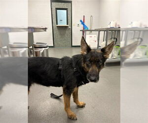 German Shepherd Dog Dogs for adoption in Corpus Christi, TX, USA