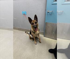 German Shepherd Dog-Unknown Mix Dogs for adoption in Las Vegas, NV, USA