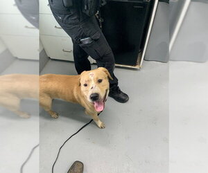 Labrador Retriever Dogs for adoption in Corpus Christi, TX, USA