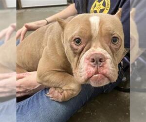 French Bulldog-Unknown Mix Dogs for adoption in Rosenberg, TX, USA