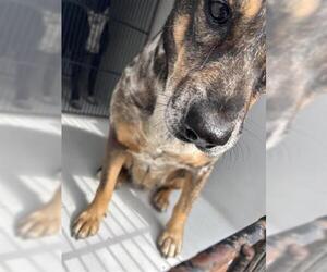 Mutt Dogs for adoption in Houston, TX, USA