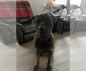 Mutt Dogs for adoption in San Antonio, TX, USA