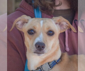 Chiweenie Dogs for adoption in Huntley, IL, USA
