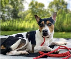 Bulldog-Jack Russell Terrier Mix Dogs for adoption in Columbia, TN, USA