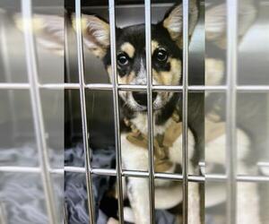Huskies -Unknown Mix Dogs for adoption in Waco, TX, USA