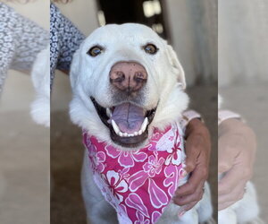 Labrador Retriever-Unknown Mix Dogs for adoption in San Diego, CA, USA
