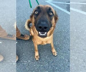 German Shepherd Dog-Unknown Mix Dogs for adoption in Santa Rosa, CA, USA