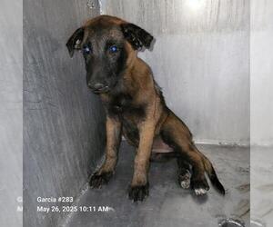 Mutt Dogs for adoption in San Antonio, TX, USA