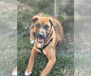 German Shepherd Dog-Unknown Mix Dogs for adoption in Parker Ford, PA, USA