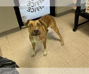 Black Mouth Cur-Unknown Mix Dogs for adoption in Lufkin, TX, USA