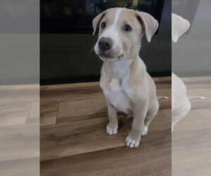 Medium Photo #3 Labsky Puppy For Sale in Hillsboro, MO, USA