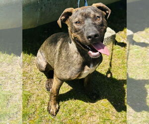 Mountain Cur-Unknown Mix Dogs for adoption in Sterling, MA, USA