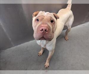 Chinese Shar-Pei Dogs for adoption in Santa Cruz, CA, USA