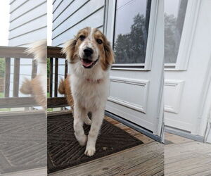 Australian Shepherd-Great Pyrenees Mix Dogs for adoption in Binghamton, NY, USA