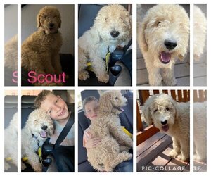 Poodle (Standard) Dogs for adoption in Queen Creek, AZ, USA
