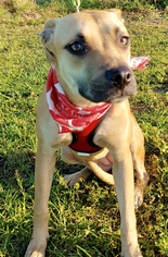 Medium Photo #1 Boxer-Unknown Mix Puppy For Sale in Fort Pierce, FL, USA