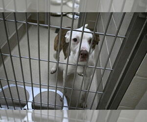 American Pit Bull Terrier Dogs for adoption in Decatur, IL, USA