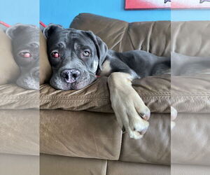 Mutt Dogs for adoption in Goodyear, AZ, USA