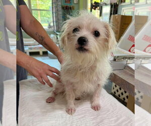 Malchi Dogs for adoption in Benton, LA, USA