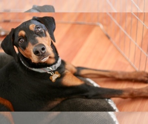 Small Doberman Pinscher