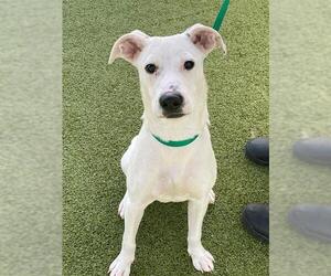 Labrador Retriever-Unknown Mix Dogs for adoption in Fayetteville, NC, USA