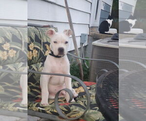 American Pit Bull Terrier Dogs for adoption in Evansville, IN, USA