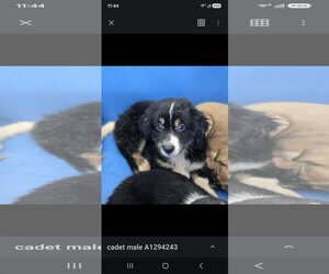 Mutt Dogs for adoption in Woodbury, NY, USA