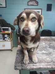 Pembroke Welsh Corgi Dogs for adoption in Clarkesville, GA, USA