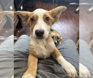Pembroke Welsh Corgi-Unknown Mix Dogs for adoption in Rockaway, NJ, USA