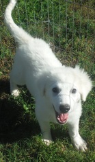 Great Pyrenees Dogs for adoption in Commerce, GA, USA