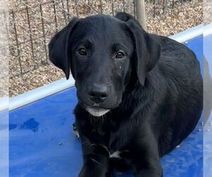 Labrenees Dogs for adoption in Bolivar, MO, USA