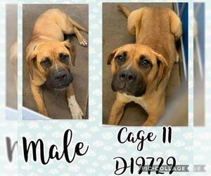 Mastiff Dogs for adoption in Greenville, TX, USA