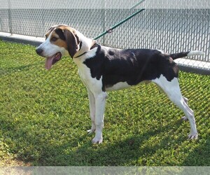 Treeing Walker Coonhound Dogs for adoption in Rowayton, CT, USA
