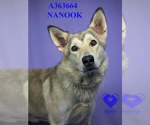 Siberian Husky Dogs for adoption in Stockton, CA, USA