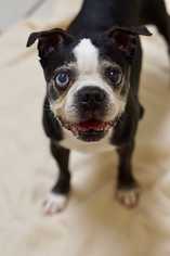 Boston Terrier Dogs for adoption in Greenbelt, MD, USA