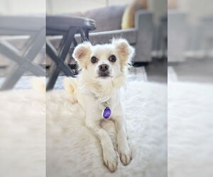 Colonial Cocker Spaniel-Unknown Mix Dogs for adoption in Pittsburg, CA, USA