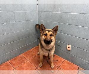 German Shepherd Dog Dogs for adoption in Downey, CA, USA