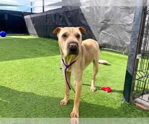 Chinese Shar-Pei Dogs for adoption in Orange, CA, USA