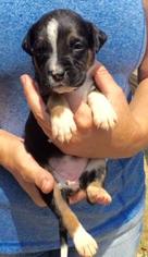 Medium Photo #1 Boxador Puppy For Sale in Livingston, TX, USA