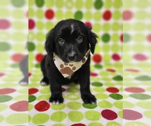 Borador Dogs for adoption in SHERBURNE, NY, USA