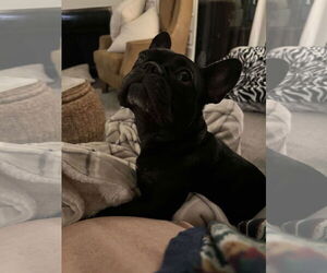 French Bulldog Dogs for adoption in New Orleans, LA, USA